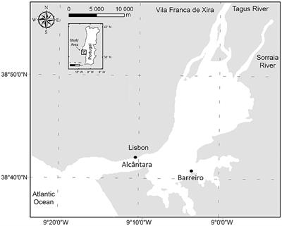 Tidal and Physicochemical Effects on Phytoplankton Community Variability at Tagus Estuary (Portugal)